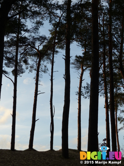 FZ025006 Silhouette of trees